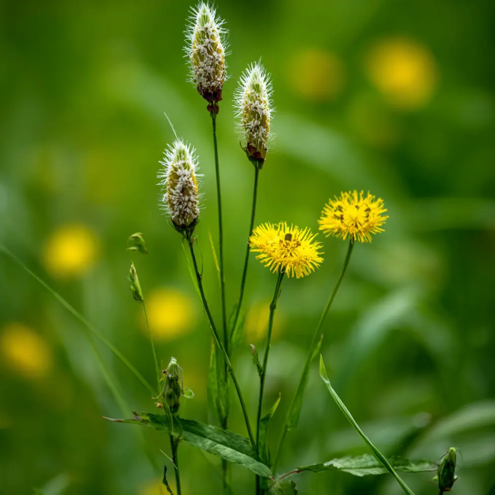 Complexe Mucobarryl® Exclusif