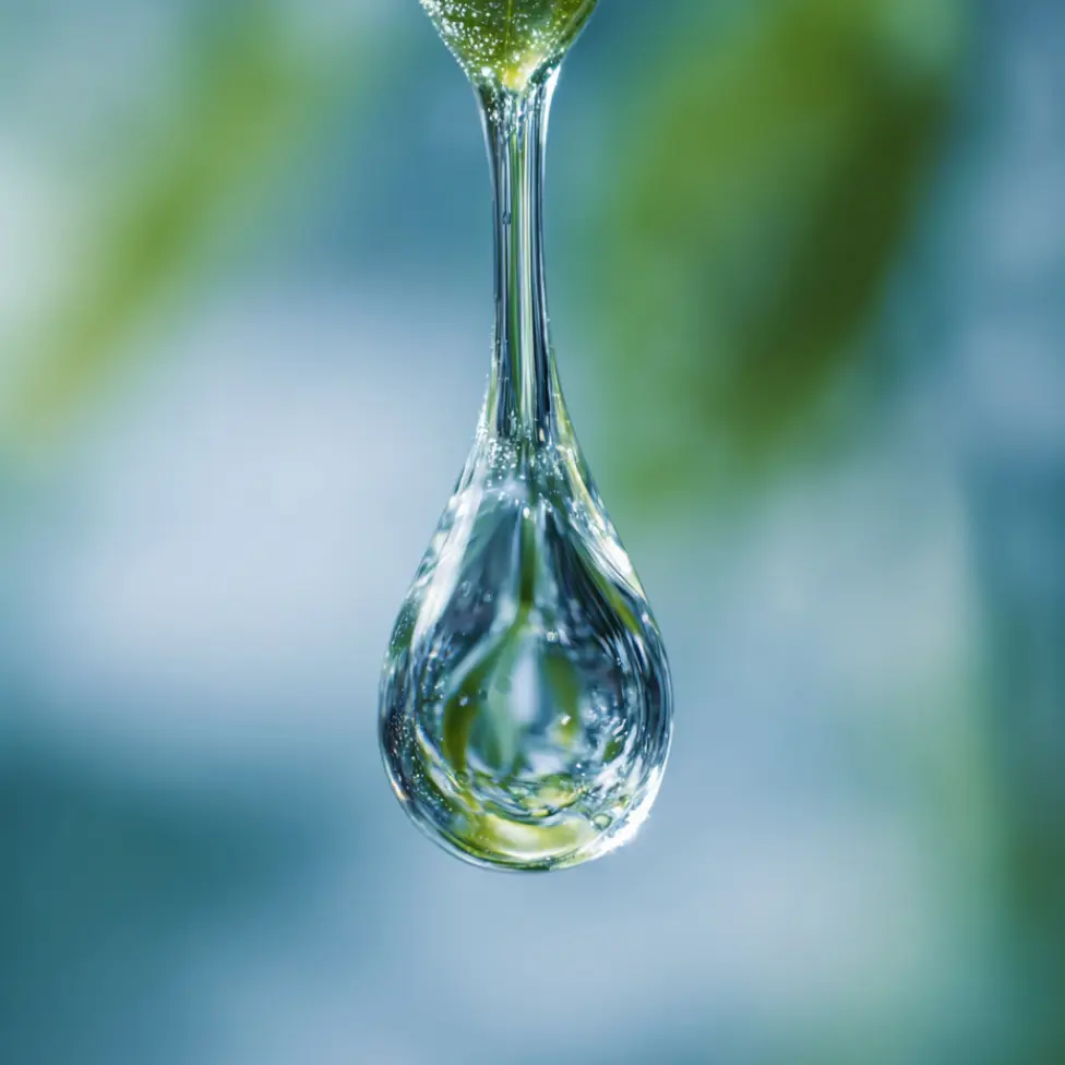 Extrait de Grindélia